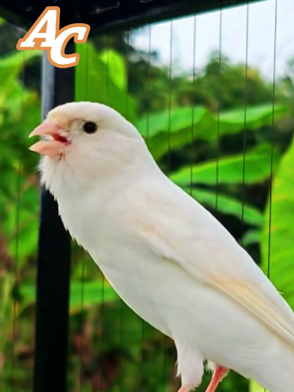 #bird #canary #canary_ac #canario #canarias #canari #canarias🇮🇨 #birdslove #birdvideos #avianlife #birdwatching #petbirds #birdlovers #birdsofinstagram 
