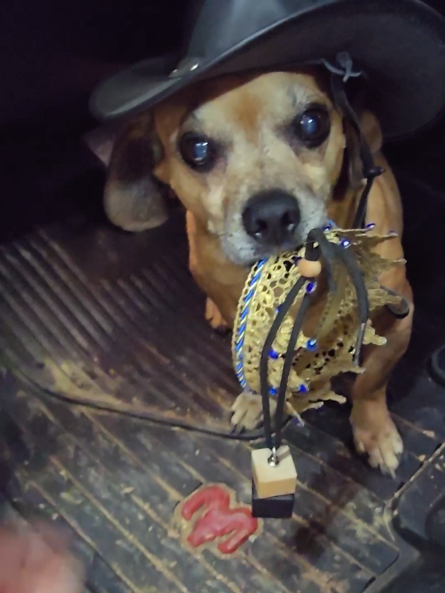 Lord Minion needs a crown #narrowayhomestead #theoneandonlyminion #farmdog #traineddog #minionplushie
