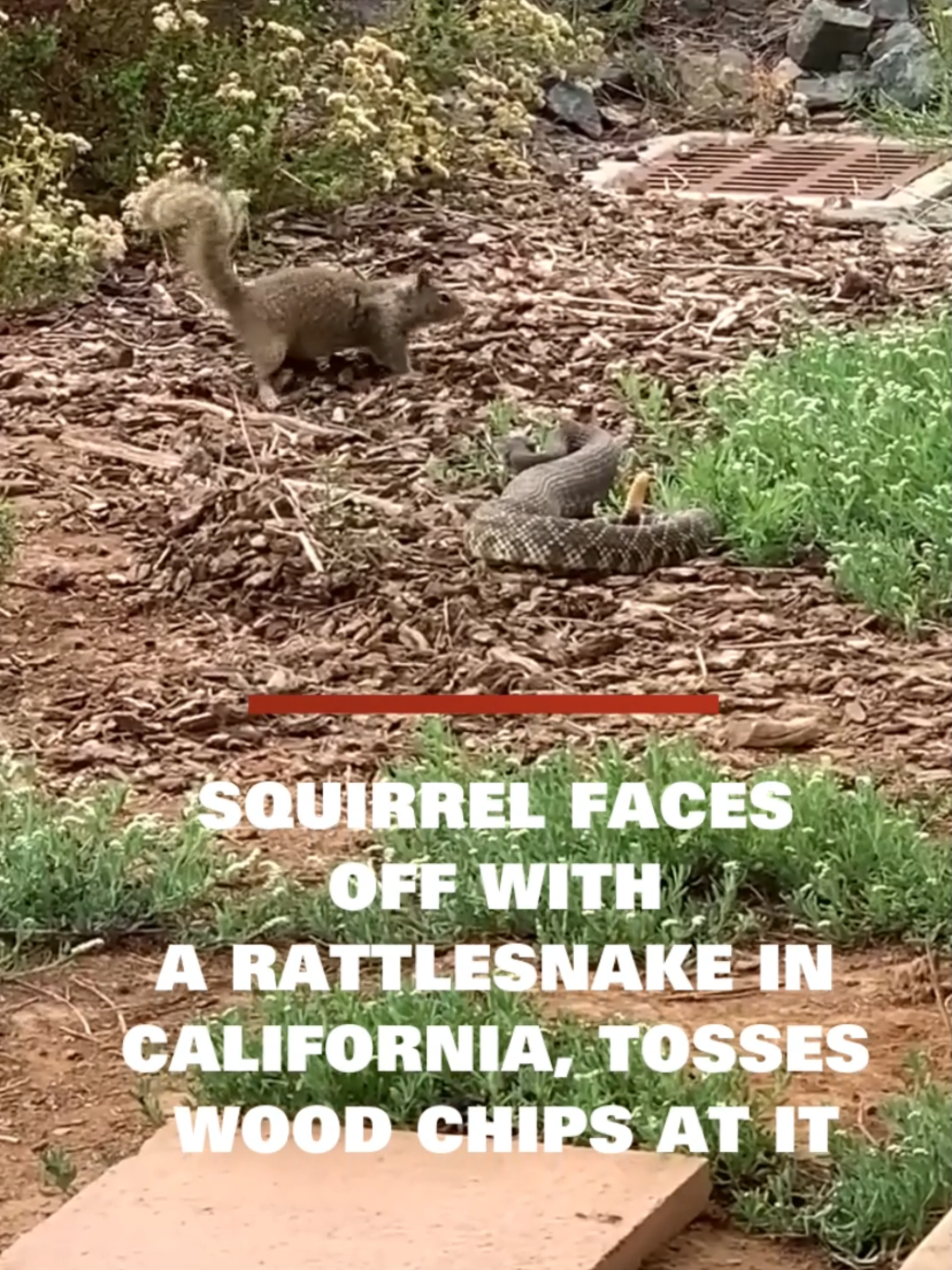 Squirrel faces off with a rattlesnake in California, tosses wood chips at it San Diego Bay National Wildlife Refuge shared video of a ground squirrel tossing wood chips and jumping around a southern Pacific rattlesnake. #cp24 #cp24news #squirrel #rattlesnake