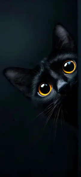 #cat #catwallpaper #livewallpaper #livewallpaper4k #wallpaper #fypシ 