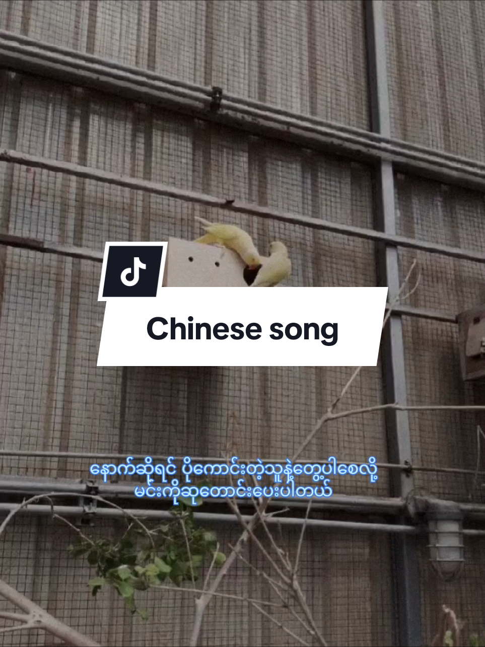 #mandarin #CapCut #song #chinesesong #中文歌 #foryourpages #foryou #fypツ #fyp 