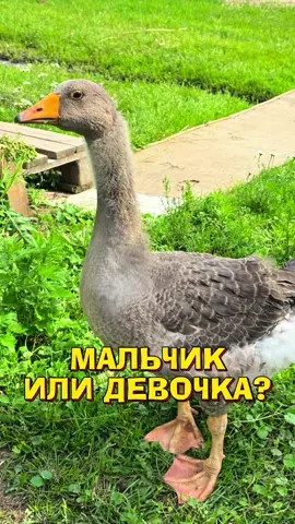 Тайна раскрыта #гусь #гусьхрусть #питомец #милыеживотные #ферма