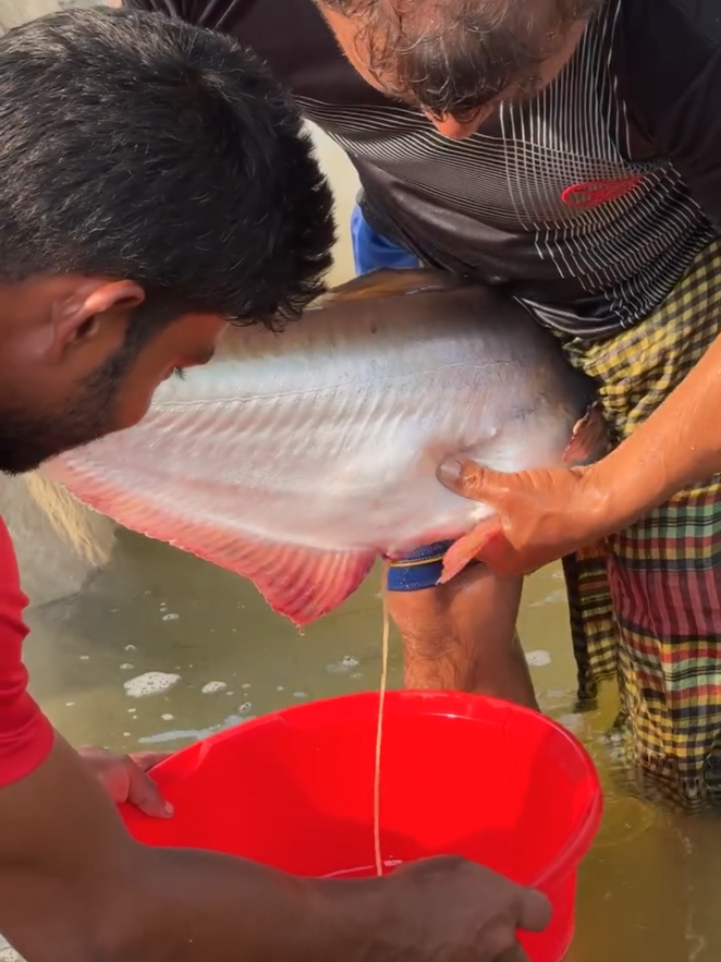 fungus Fish Breedings #viral#foryou#video#🐠🐠🐠🐠🐠 