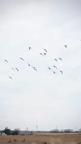 ##🪿🦢🦆🪿🦢🦆🪿🦢🦆🏹🏹🏹🏹🏹#unfreezemyacount #tik_tok #foruyou #1000000views #🥰🥰🥰🥰🥰🥰🥰🥰🥰🥰 