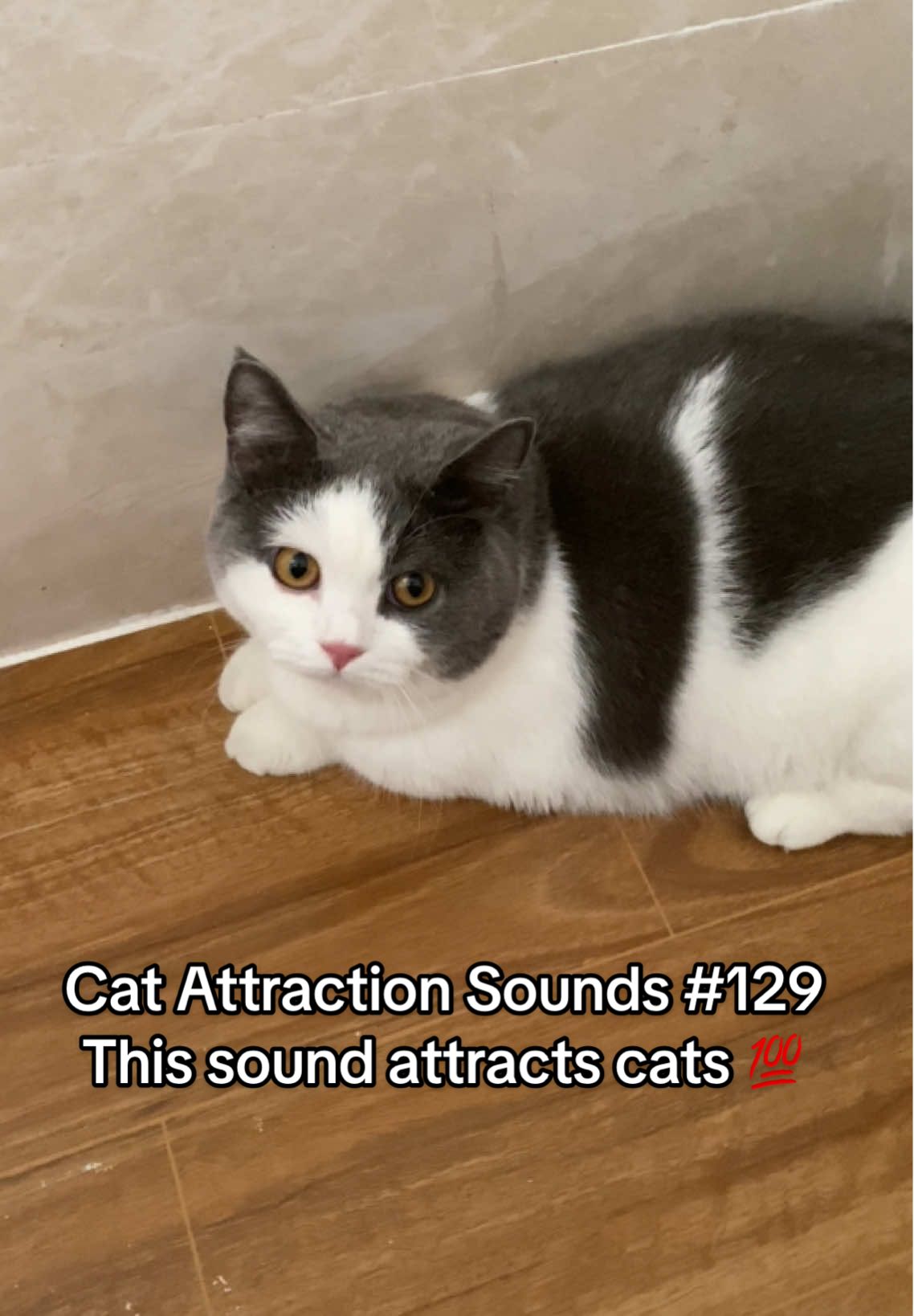 Play this sound to attract your cat 🐱🎶 #fyp#catsoftiktok#catsounds#catsong#meow#catnoises#catcalling#catreaction#kitty#creatosearchinsights#meowmagnet66