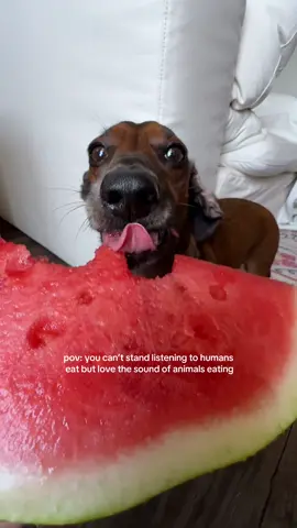 dachshund asmr 🌭