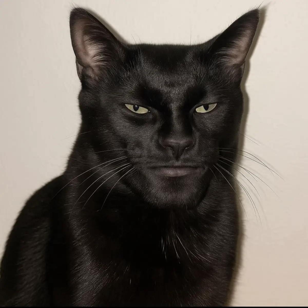 GIGACAT
