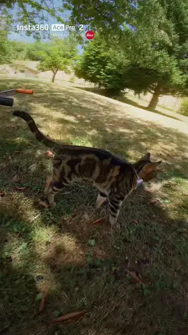 Combo insta360 ACE PRO 2+ FLOW PRO 2 is insane ! 🔥 @insta360 official #Insta360 #AcePro2 #FlowPro2 #CatContent #wheelbarrow #BTS #editing 