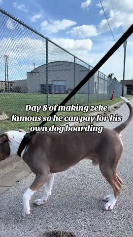 #dogtok #fyp #dog #tiktokdogs #xlbully #doginfluencer #pettok #foryou #affiliatejourney #tiktokgrowth 