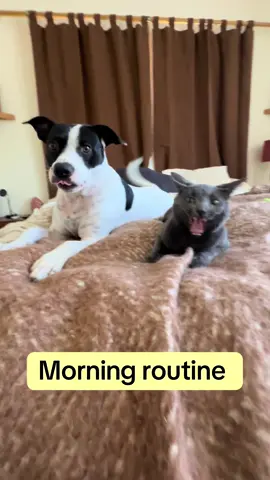 Their morning routine includes lots of licking, stretching, judging me, and pretending they haven’t been fed in 84 years 😒