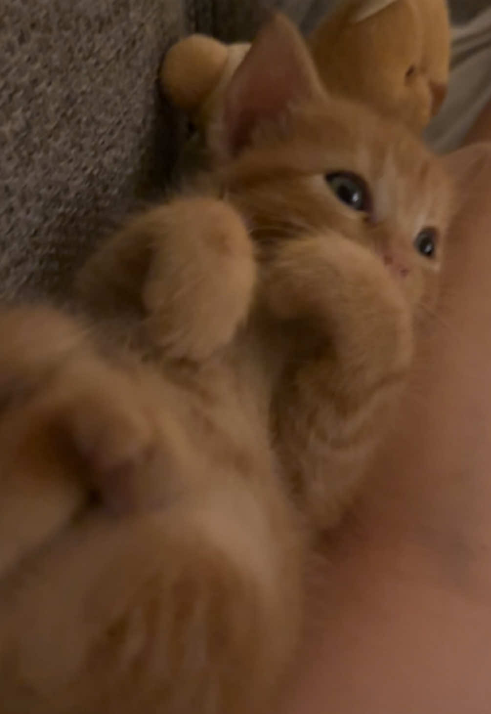 Mini Crevette🍑  #kitten #babycat #cutie #catlover #cattok #fyp #pourtoi