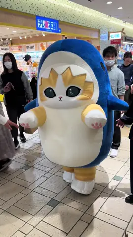 Celebrity sighting in Tokyo. #mofusand #tokyo #sharkcat 