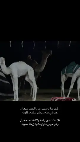 #اكسبلورexplore 