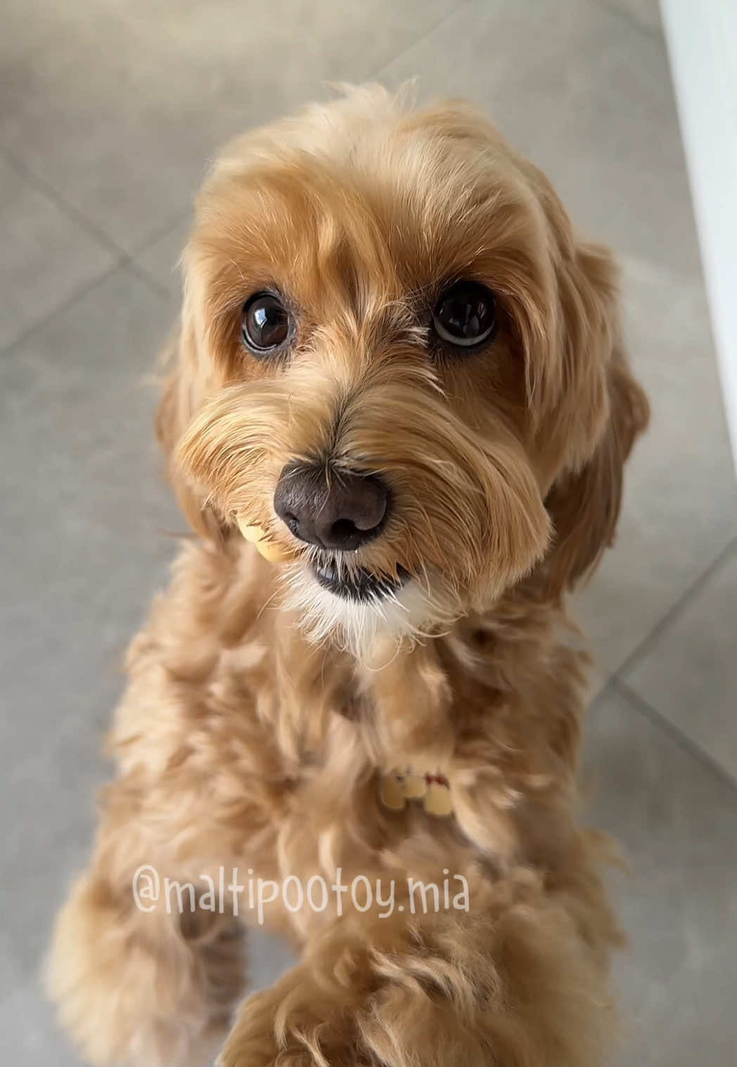 WHO EXACTLY WAS SUPPOSED TO GET THE SECOND HALF? 🍪 #maltipoo 