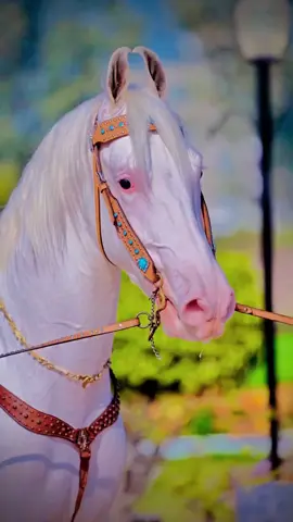 horse ma lakha #Lada22440 #horseshooknawabanda #viralbabyhorsevedio #whitehorselover #sonashookjuttda #blackhorses #beautifulhorseshook #horseriding 
