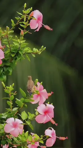 #دعاء  #الجوشن_الكبير 
