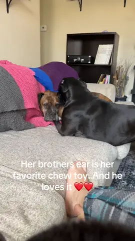 #boxersoftiktok #bestfriend #mikasa 