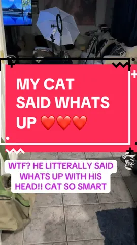 SMART CUTE CAT VIDEO #cutecats #whatsupson #smartcats #cutevatvideos #cats #catvideos