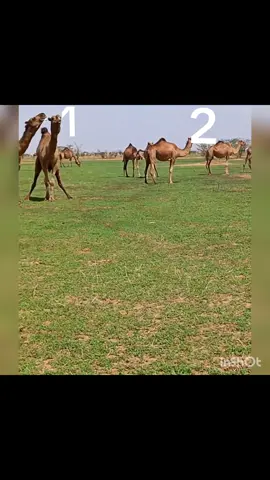 #مليخلق_احط_هاشتاق💙🚶🏻‍♂️ 