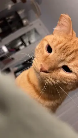my boy 😛 #fyp #fypシ #fypシ゚viral #viral #foryoupage #abcxyz #cat #cats #catsoftiktok #orangecat #boycat #rescuecat #trending #trend 