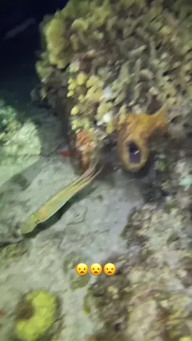 Eel got its ankles broken 😭 (via javierramirezrv/IG) #fish 