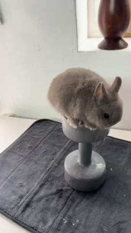 Closing the trend gracefully #trending #animals #pets #PetsOfTikTok #animalsoftiktok 