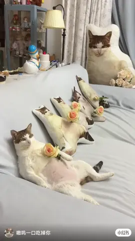 spot uncle bao bao #uncle #bao #cute #cat #fyp #fypdong 