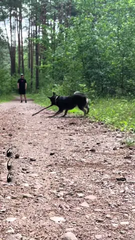 Тренируй тело и дух.  #рипли #dog #cattledog #дзен 