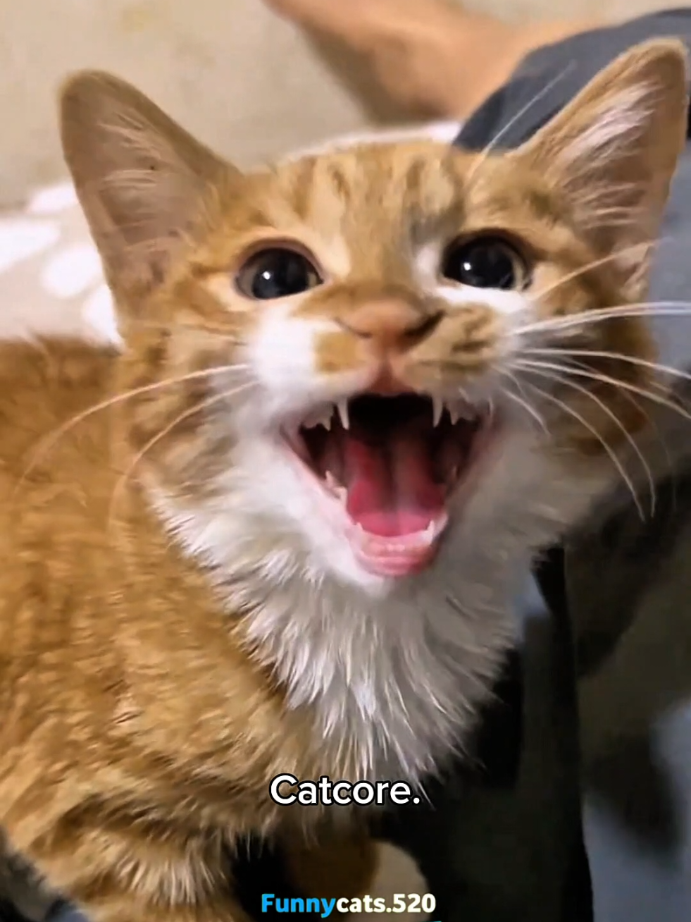 Most exciting Cat Knockout of the Year 2.0 🤣🤣 #catsoftiktok #cats #funnycat #fyp #cutecat 