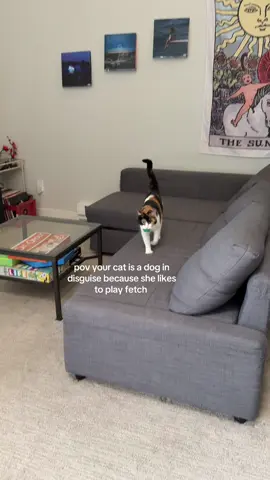 she’s my little dog cat babyy 🫶🏼 #cat #catsoftiktok #cutecatvideos #fetch #dogcat #relatable #cute #calico #calicocat #calicocatsoftiktok #fyp #foryoupage 