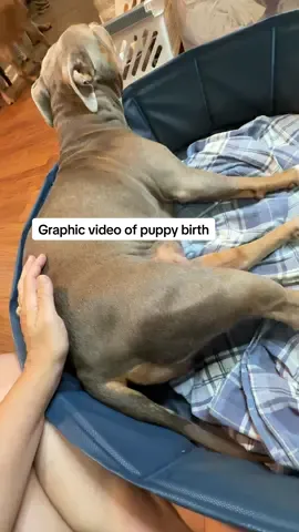 Our girl Ellie is a rockstar!!! With a room full of spectators she pushes these babies out like a pro! #EnzoandEllie #bullybreeds #puppies #dogsoftiktok #animalsoftiktok #animallover #fyp #anglivinlife #labor @Jonny Drama 