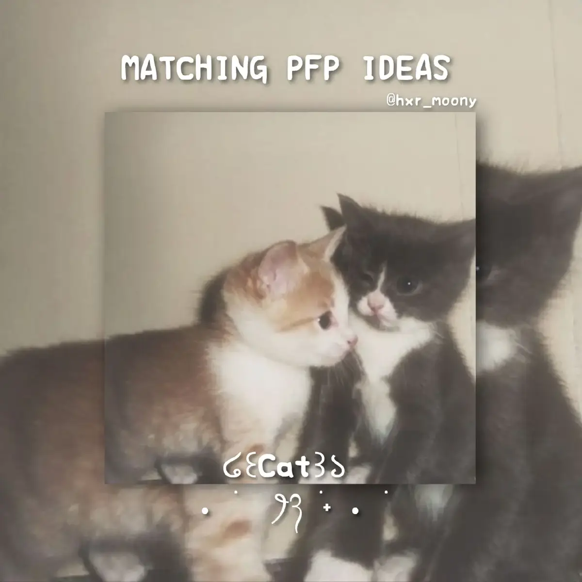 —໒꒰˵- ˕ -˵꒱১ #matching #pfp#ideas#cat#ilovecats#catpfps#pfpideas#cute#lovers#friends#icons#hxr_moony#pinterest#fy #fypage #viral #foryou 