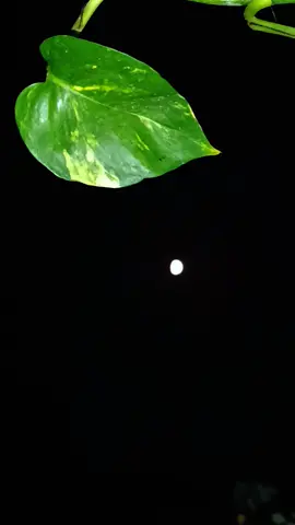 آ سأش حیات تو مل ہی جائے گی کبھی  لیکن سکون قلب مقدر کی بات ہے 🖤✨