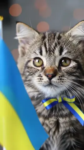 Маленький пушистик патриот !!!