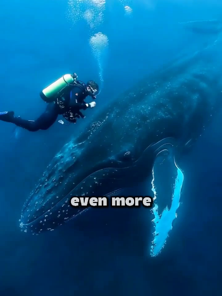 What happens to the whale when it dies, the largest animal in the ocean It's as intriguing as Point Nemo 🌎 #ocean 