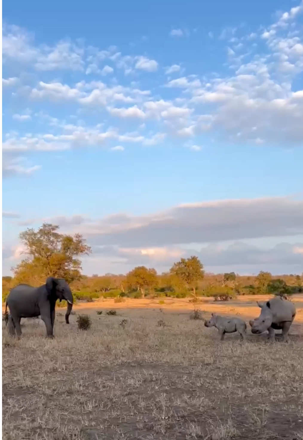 Baby rhino vs Elephant 😂🩶 #safari 