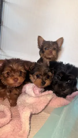 Four females, two chocolate and two traditional Yorkies. They will be ready for a new home August 1st. They will have their first shot and all their dewormers done. They do not have AKC. Both parents are mine so you will be able to meet them. There is a rehoming fee Message me #haywardca #fremontca #unioncityca #oaklandca