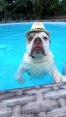 Season 2  #dogslife #animalfriends #bulldogsoftiktok 