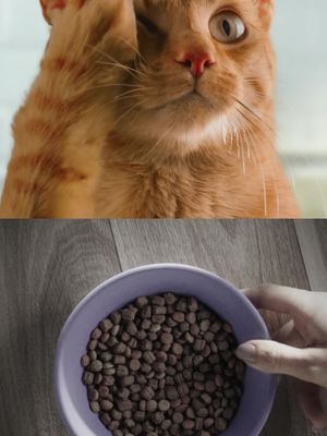 Alimente a diversão com Friskies®.