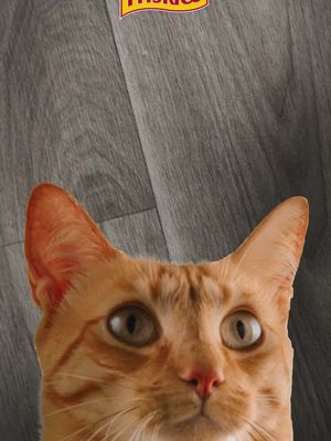 Alimente a diversão com Friskies®.