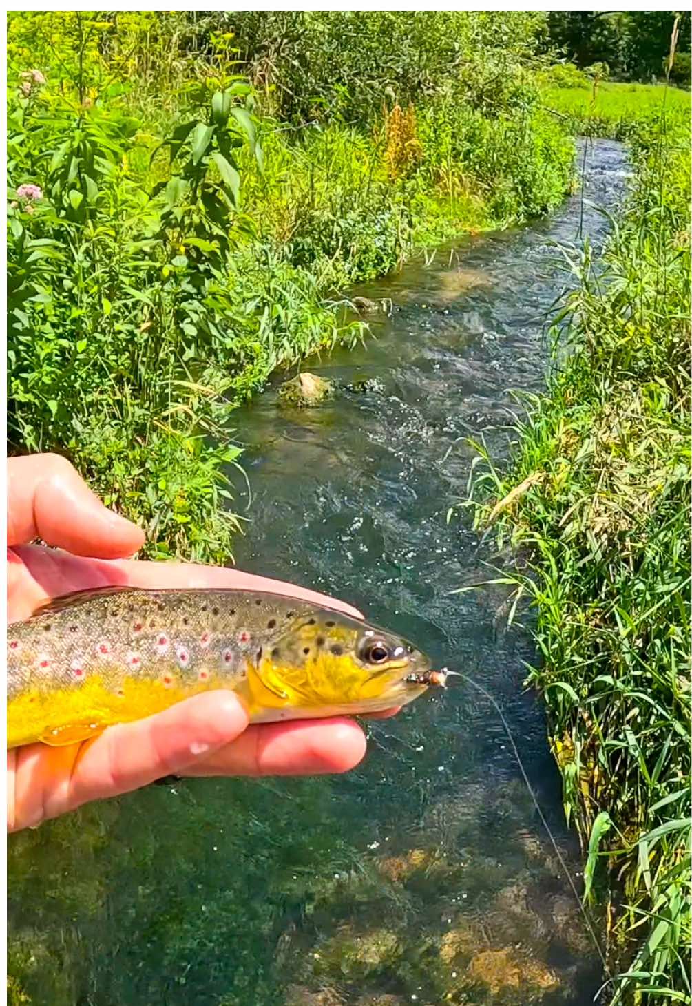 You’ve got to love the driftless 😂 #trout #troutfishing #browntrout #fyp #foryou #foryoupage #tiktok #fishtol #Outdoors #nature #fishing #flyfishing 