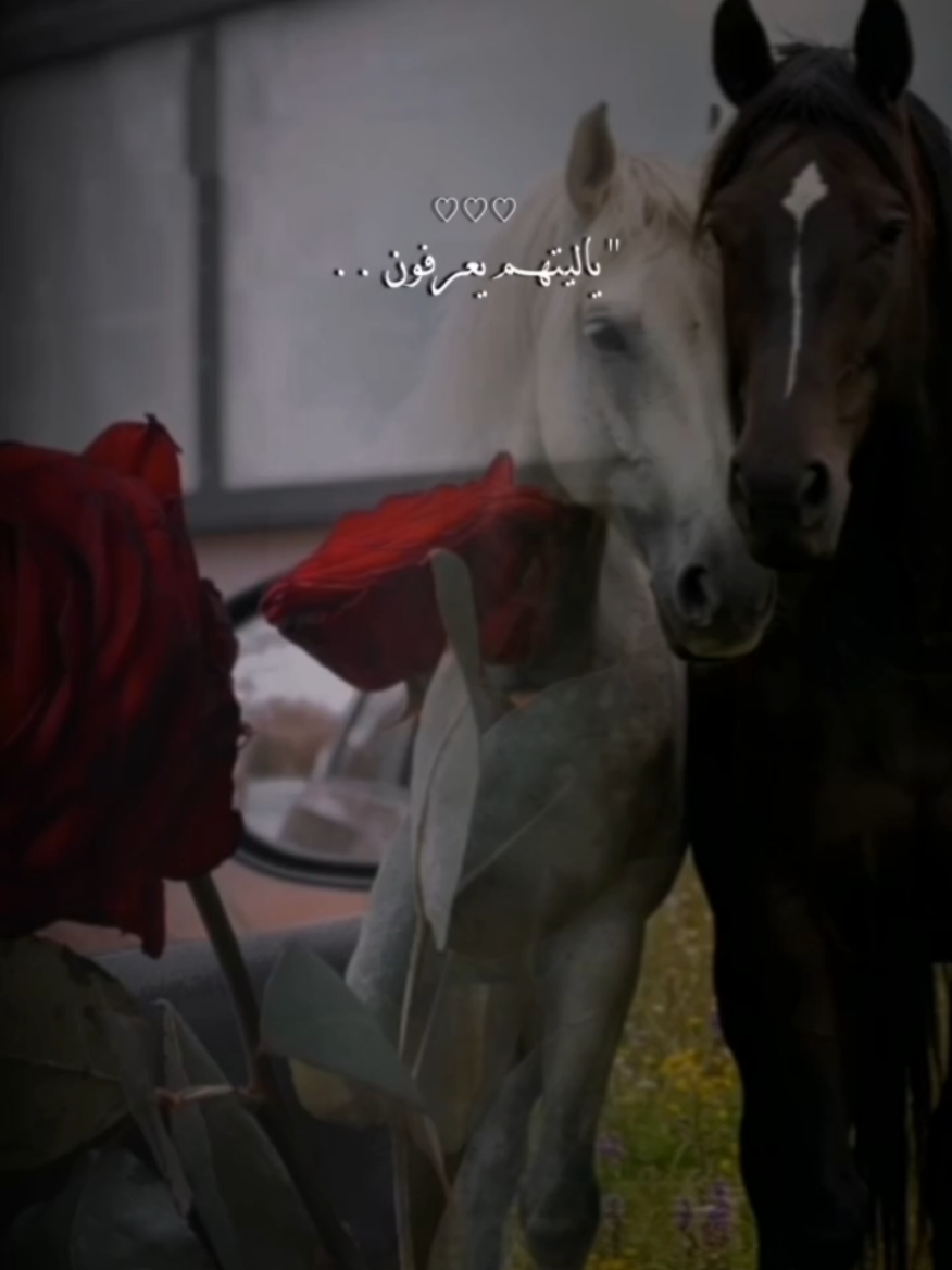 ياليتهم يعرفون ..🥹❤  #CapCut  #الغلا  #اكسبلور #fyp  #سعود_الهيهي #شيله  #مالي_خلق_احط_هاشتاقات 
