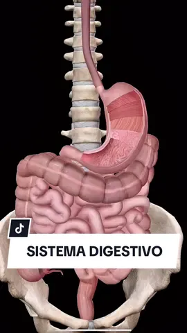 Del Bolo al Quimo: El recorrido completo del Sistema Digestivo #medicina #anatomia #sistemadigestivo #fyp #foryou #foryoupage 