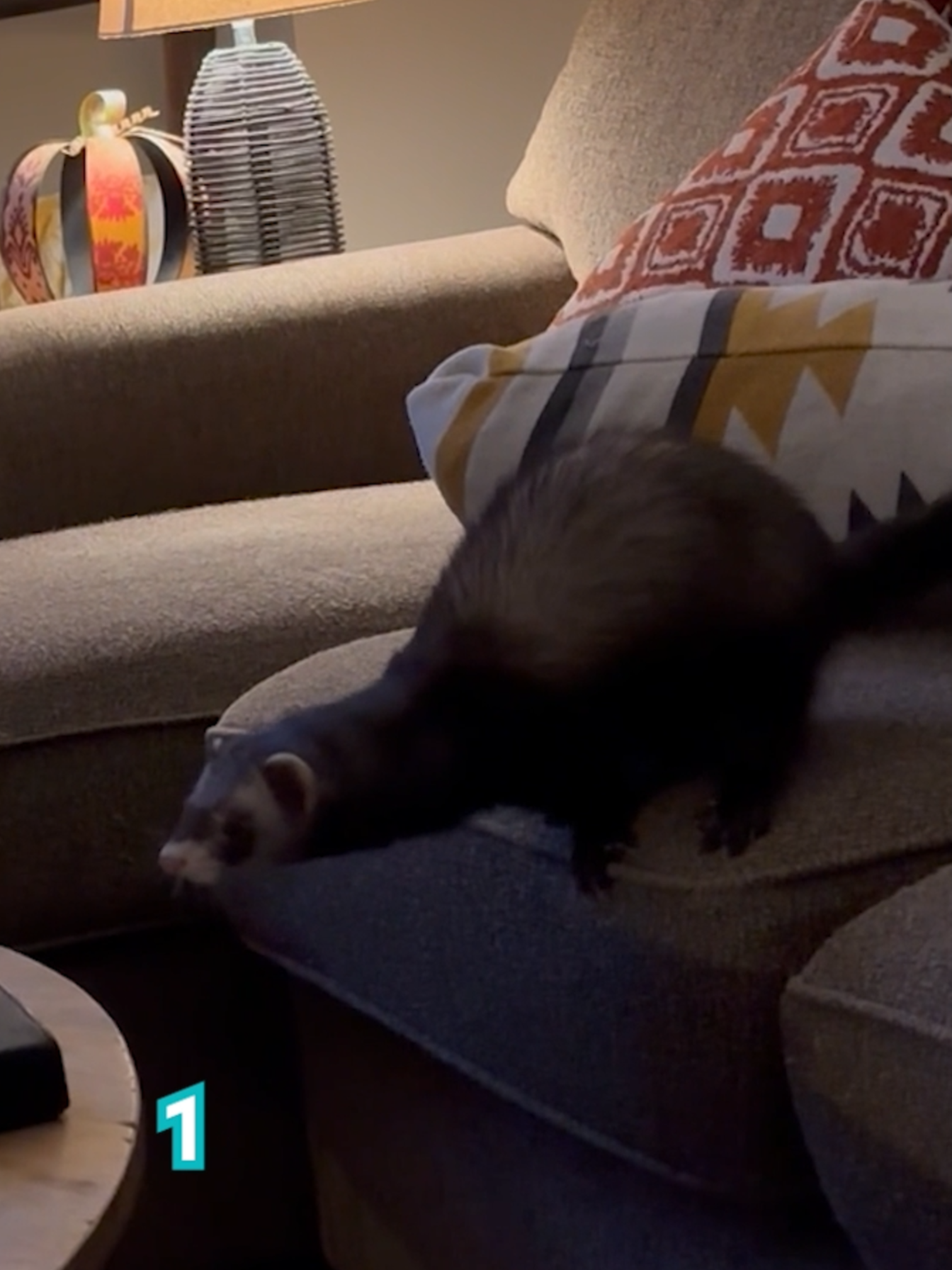 The way he folded in half 😆  Licensed by ViralHog, filmed by Lauren Dean #Ferrets #rockettheferret