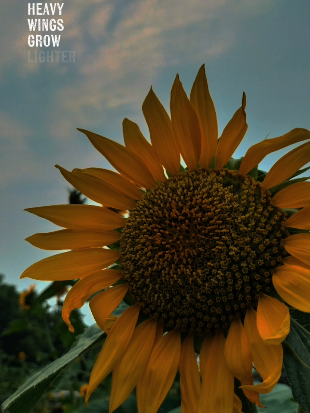 Vanilla Twilight: Owl city  #CapCut #lyrics #fyp 