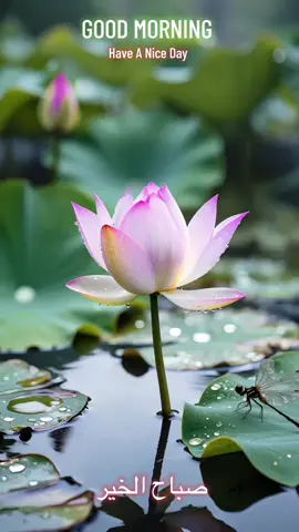 🥀എന്തിനോ വേണ്ടി ഒരു ജീവിതം...... 🥀രാവിലെ എഴുന്നൽക്കുന്നു... 🥀ഫോണിൽ തോണ്ടുന്നു........ 🥀ഭക്ഷണം കഴിക്കുന്നു........ 🥀ഫോണിൽ തോണ്ടുന്നു.......  🥀ജോലിക്ക് പോകുന്നു.......  🥀ഫോണിൽ തോണ്ടുന്നു.......  🥀ഉറങ്ങുന്നു...... 🥀രാവിലെ എഴുന്നേൽക്കുന്നു 🥀ഒരു ബന്ധങ്ങൾക്കും വിലയില്ലാത്ത ഒരു കാലം.....  🥀എങ്ങോട്ടേക്കാണോ 🥀പോകുന്നത് വരെ പോട്ടെ... ശുഭദിനം🌹🌹🌹#goodmorning #morningvibes #parrot #feelings #صباح_الخير #flute #bgm ##wildanimals 
