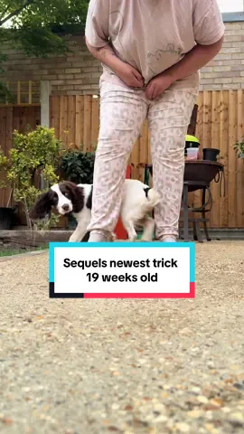 Sequels newest trick 🪄 Eight 8️⃣  Which is a figure of eight round my legs 🦵  We now have it with no hand lure, just a verbal cue and the body language cue of the movement of my legs, which is there for when I start doing walking leg weaves with him 💚 He’s such a little dude and just loves to learn so much 🙌 #DogTraining #dogtricks #dogtrick #dogweave #legweaves #dogmum #puppytraining #spanieltraining #tricktraining #dogblog #workingcockerspaniel #cocker #rawfeddog #positivereinforcementdogtraining #cutepuppy 