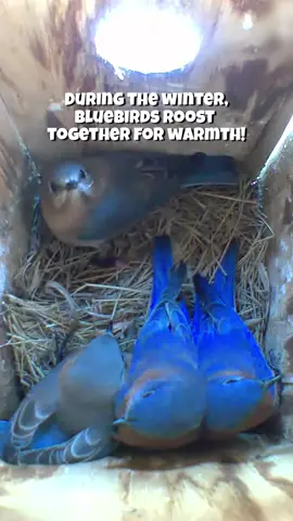 They huddle together in Winter to stay warm 🥹#birds #birdwatching #nestcam #nature #garden #birdhouse #bluebirds #bluebird 