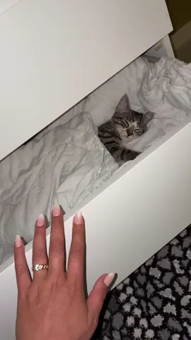 🥰#kitten 