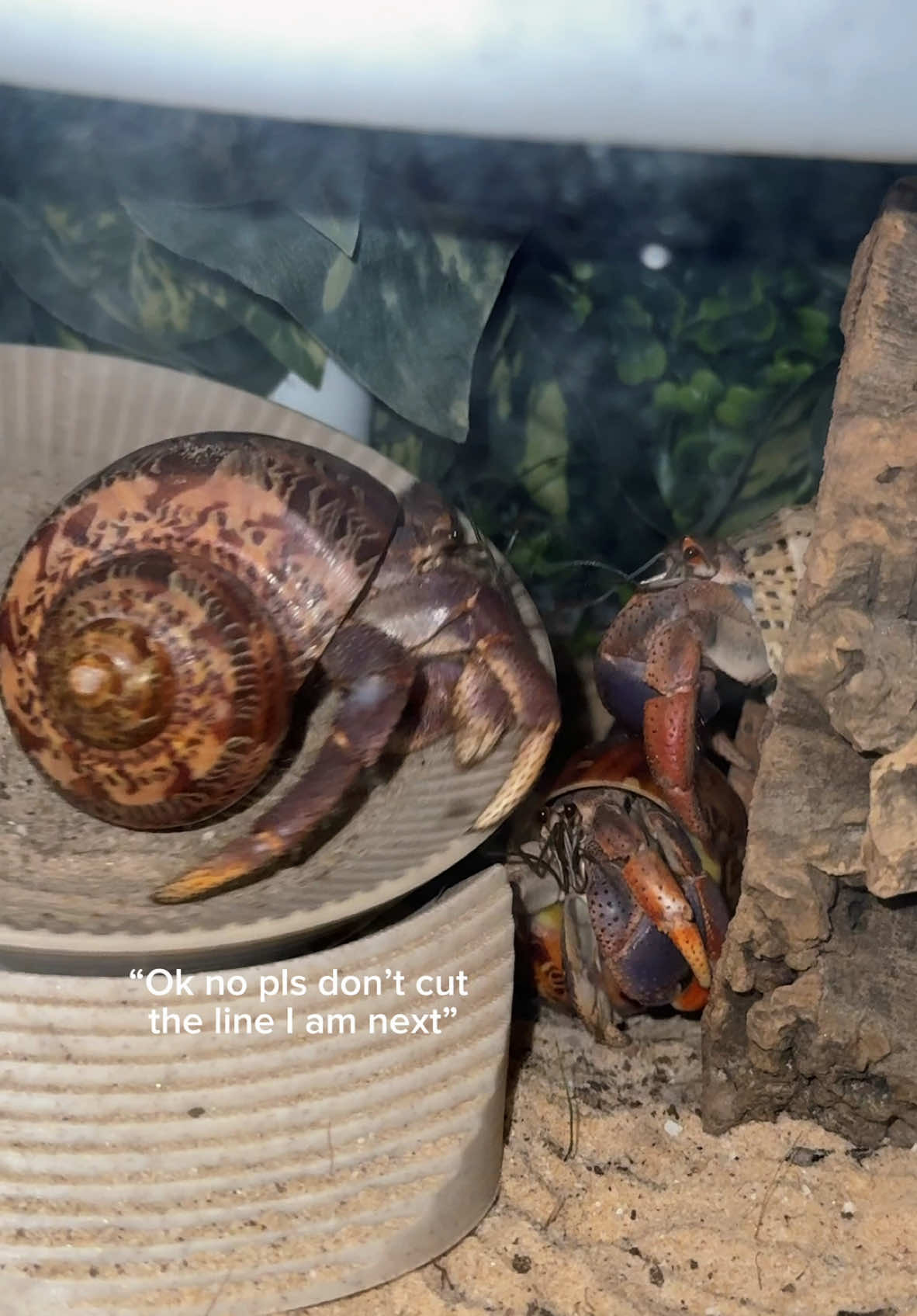 The wheel gets monopolized every night, first come first serve lol #hermitcrabs #hermitcrab #nature #animals #ocean #pets #beach 